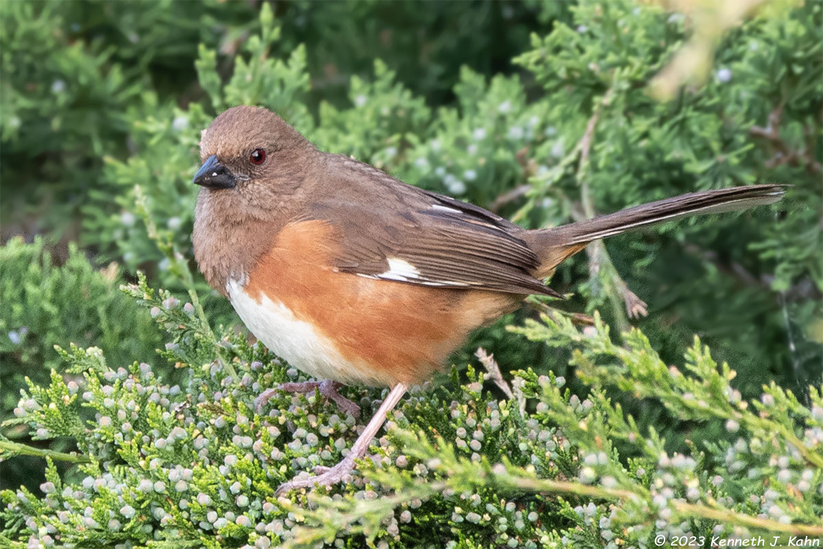 e_towhee-11.jpg