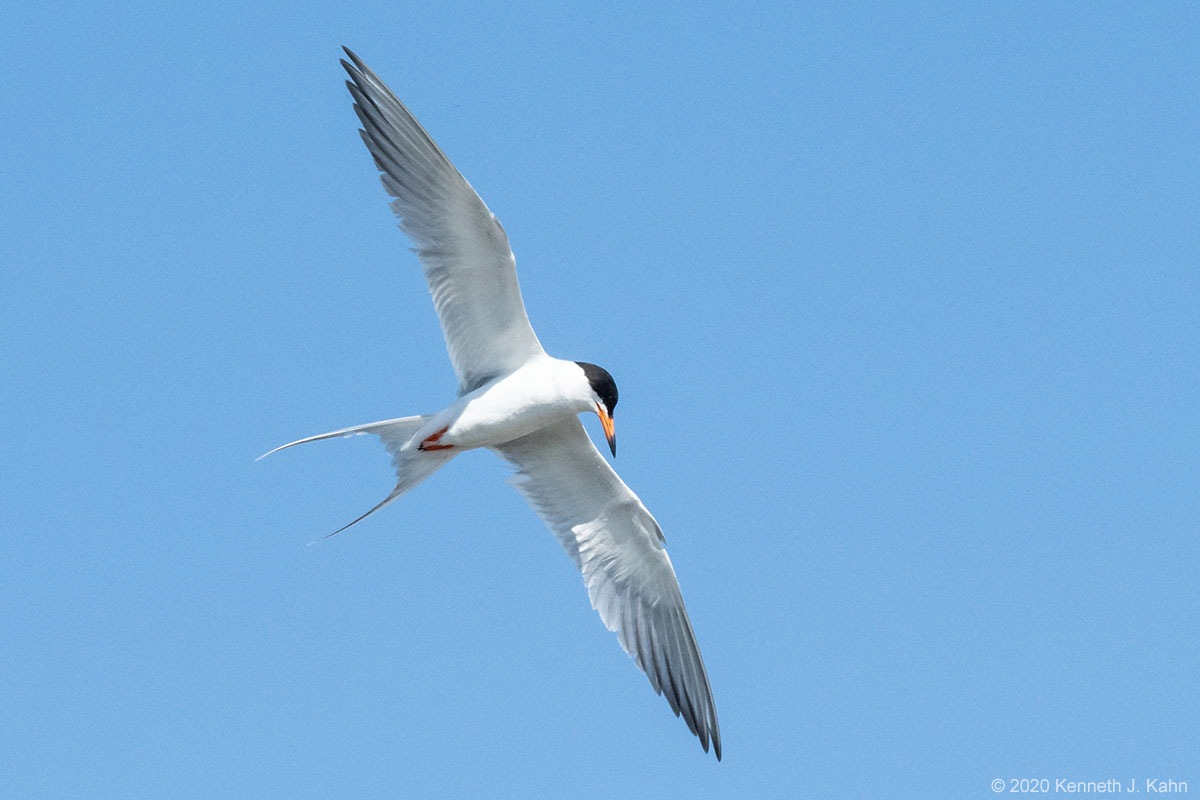 f_tern-11.jpg