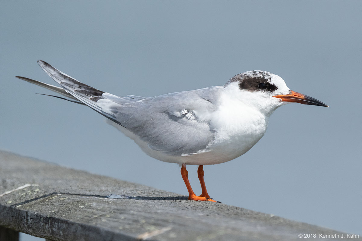f_tern-7.jpg