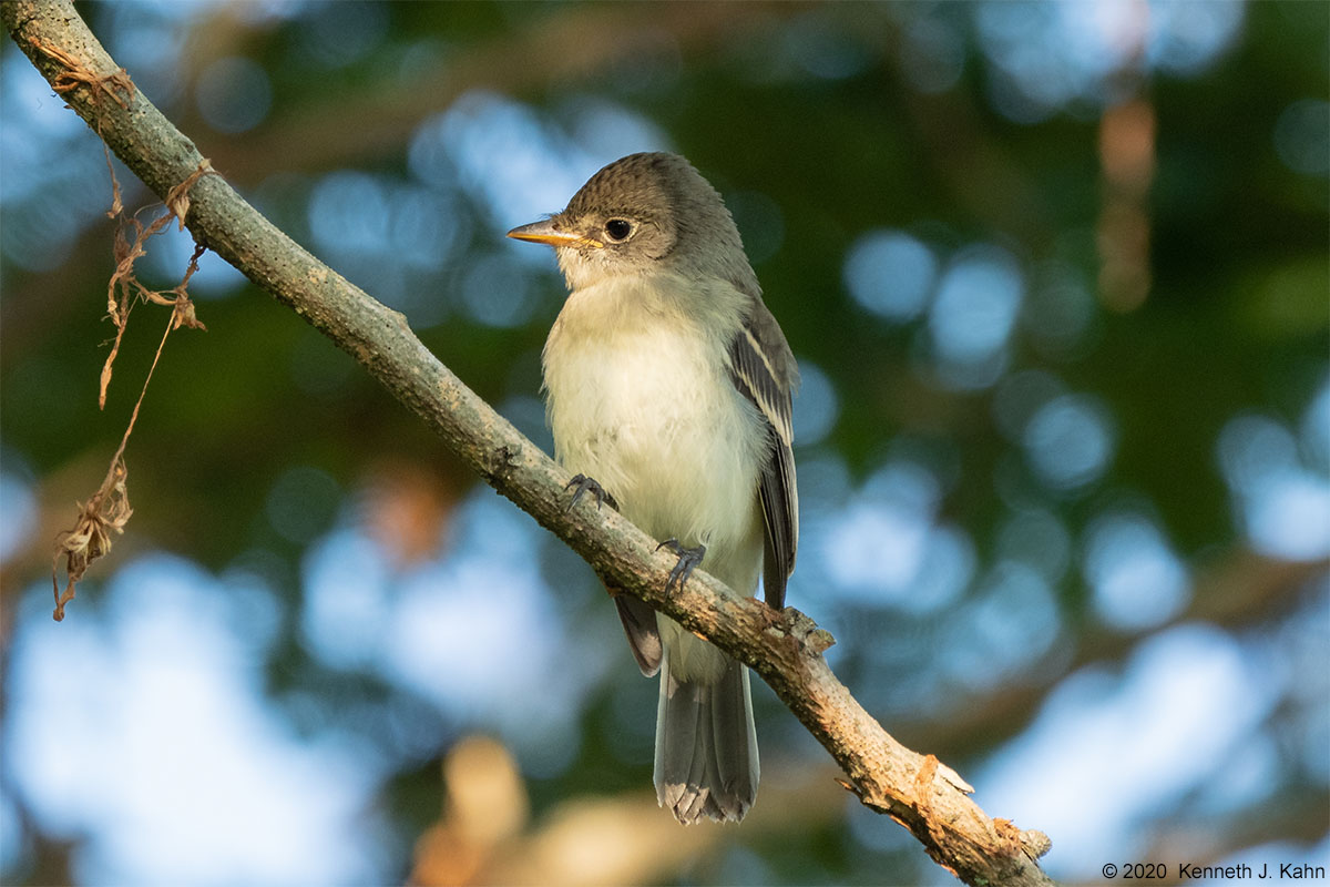 flycatcher-07.jpg