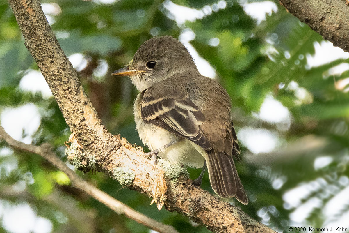 flycatcher-08.jpg