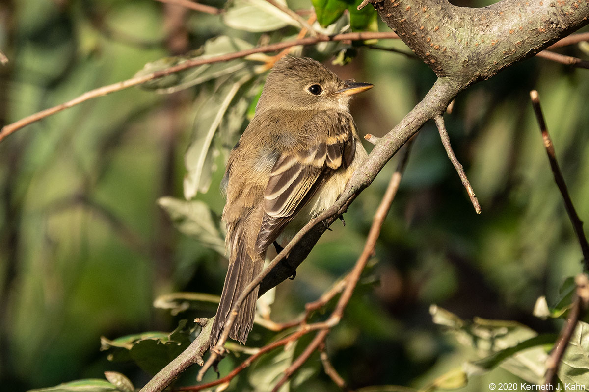 flycatcher-09.jpg