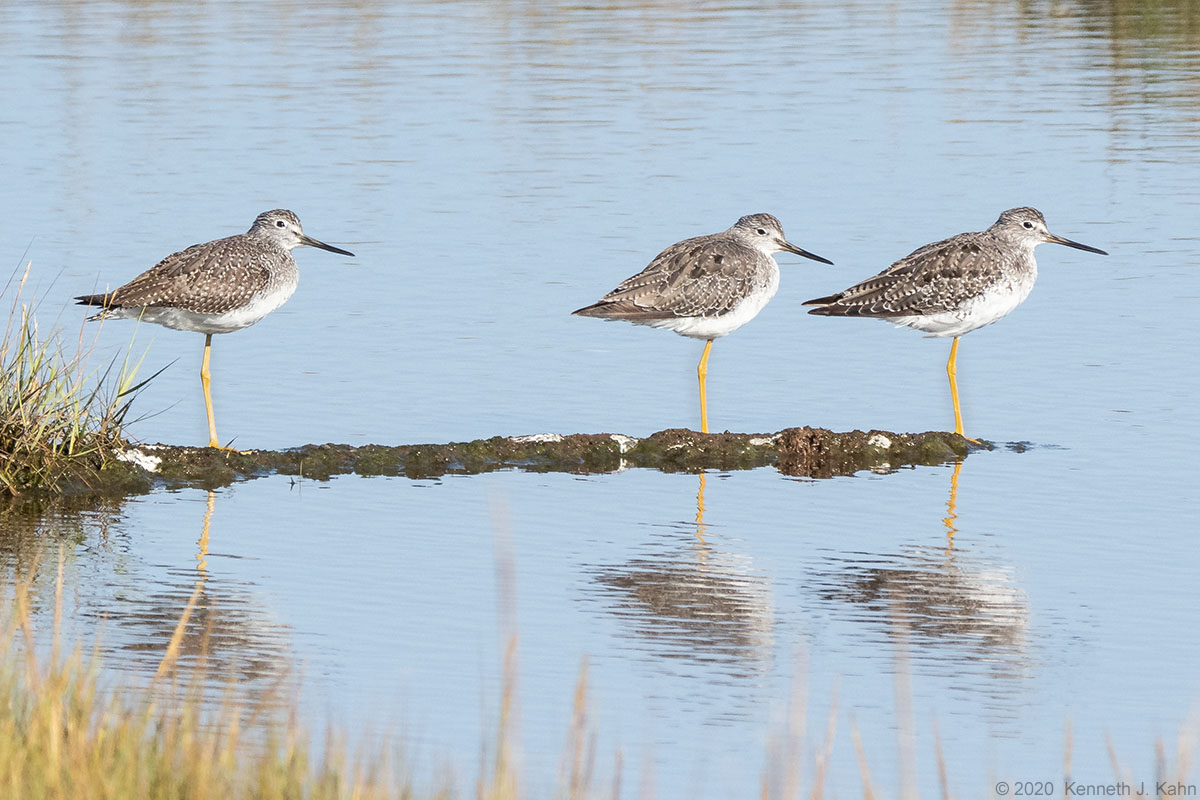 g_yellowlegs-5.jpg
