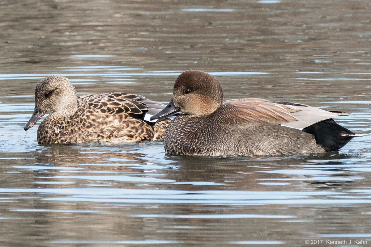 gadwall-2a.jpg