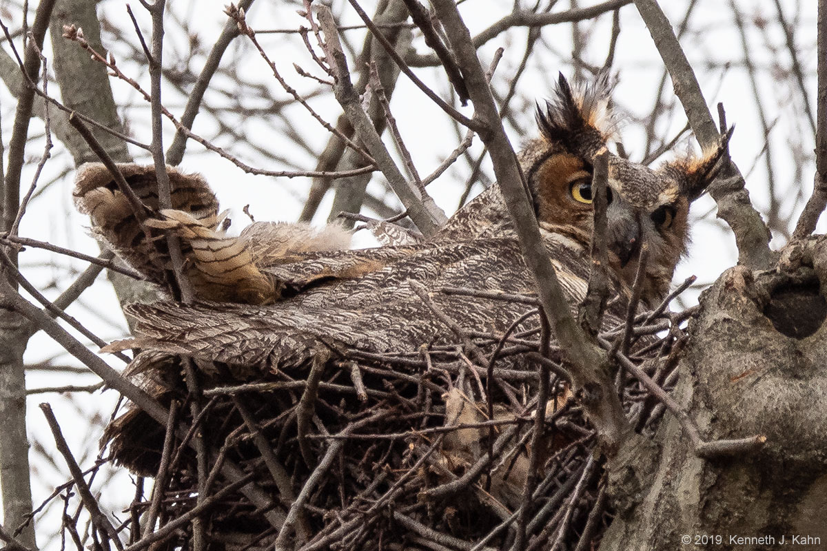 gh_owl-06.jpg