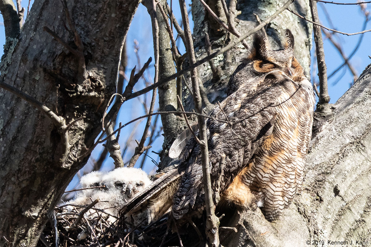gh_owl-15.jpg