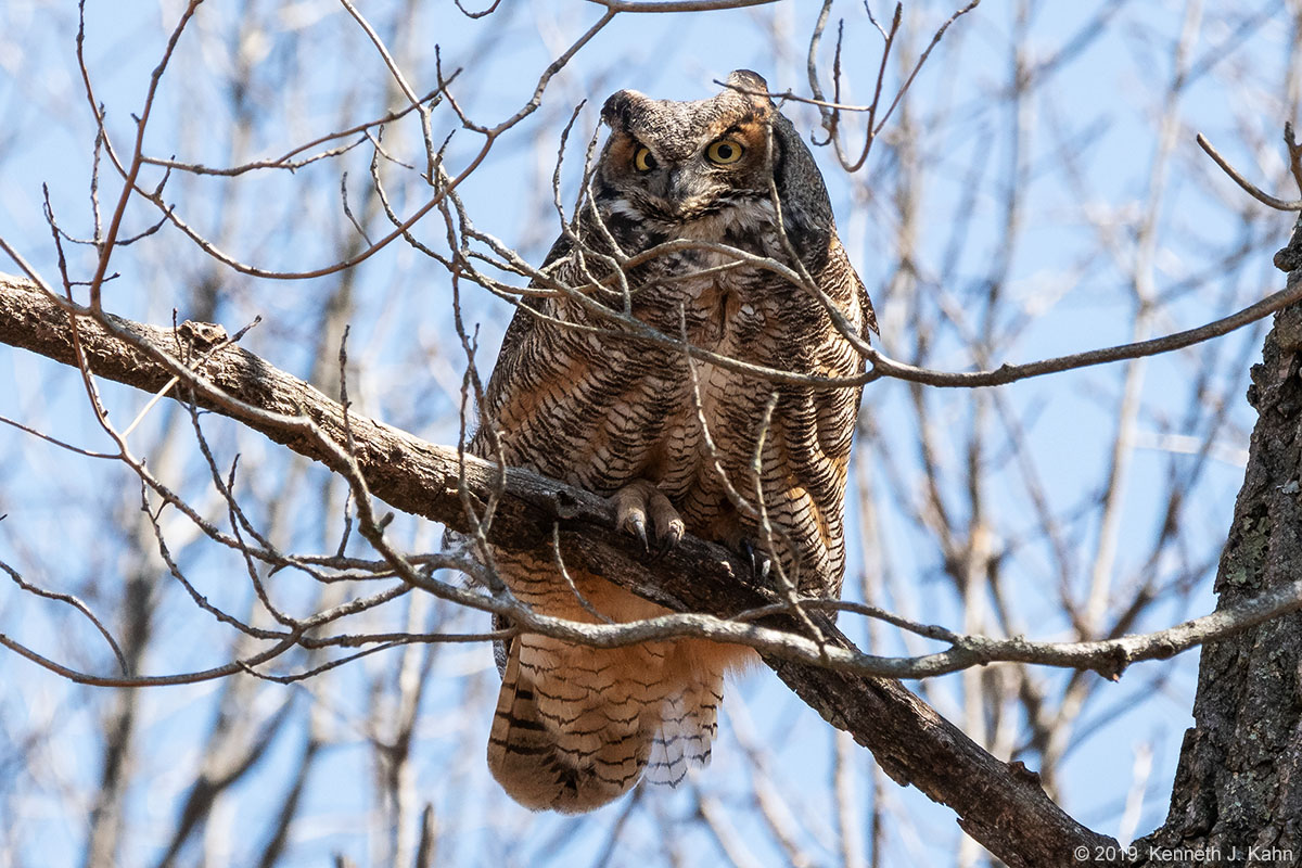 gh_owl-16.jpg