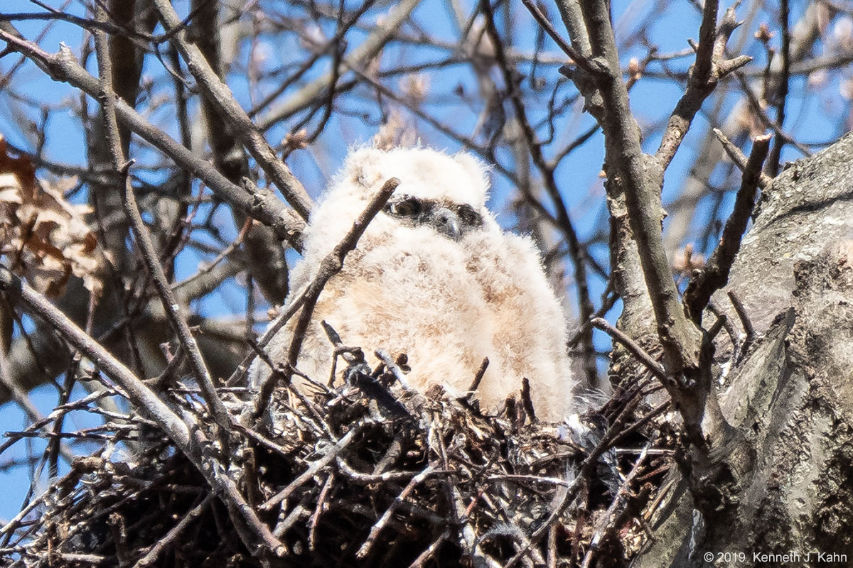 gh_owl-22.jpg