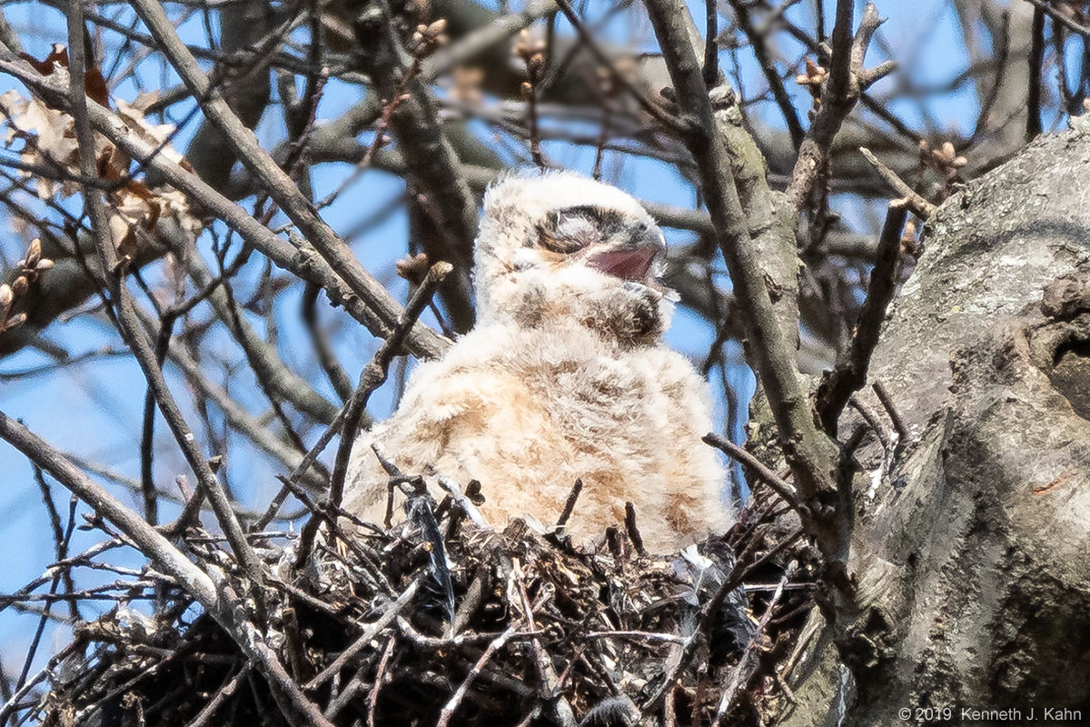 gh_owl-23.jpg