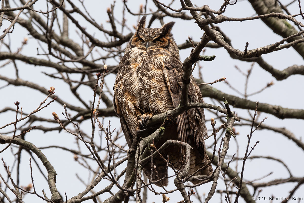 gh_owl-25.jpg