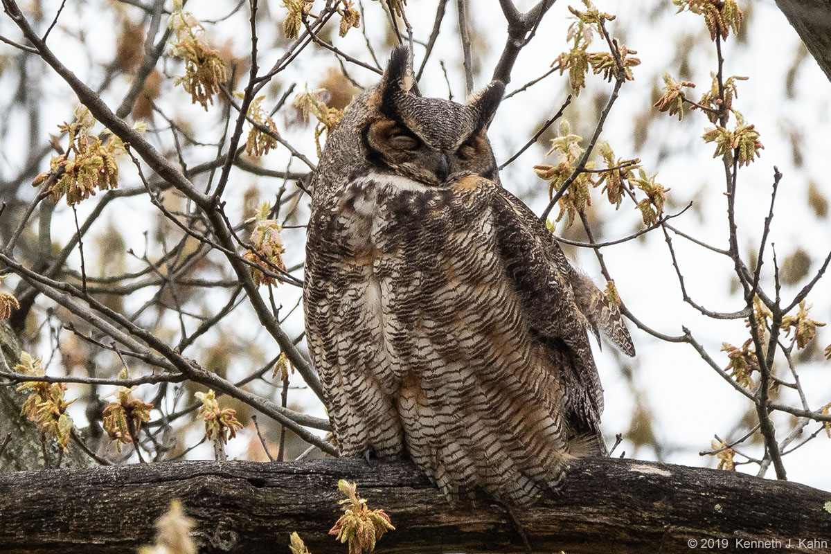 gh_owl-28.jpg