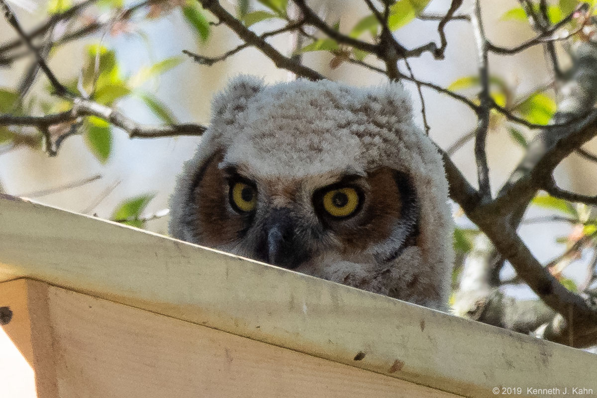 gh_owl-32.jpg