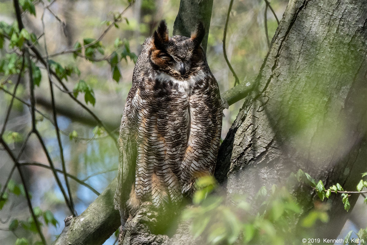 gh_owl-33.jpg