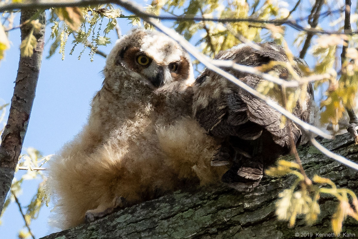 gh_owl-35.jpg