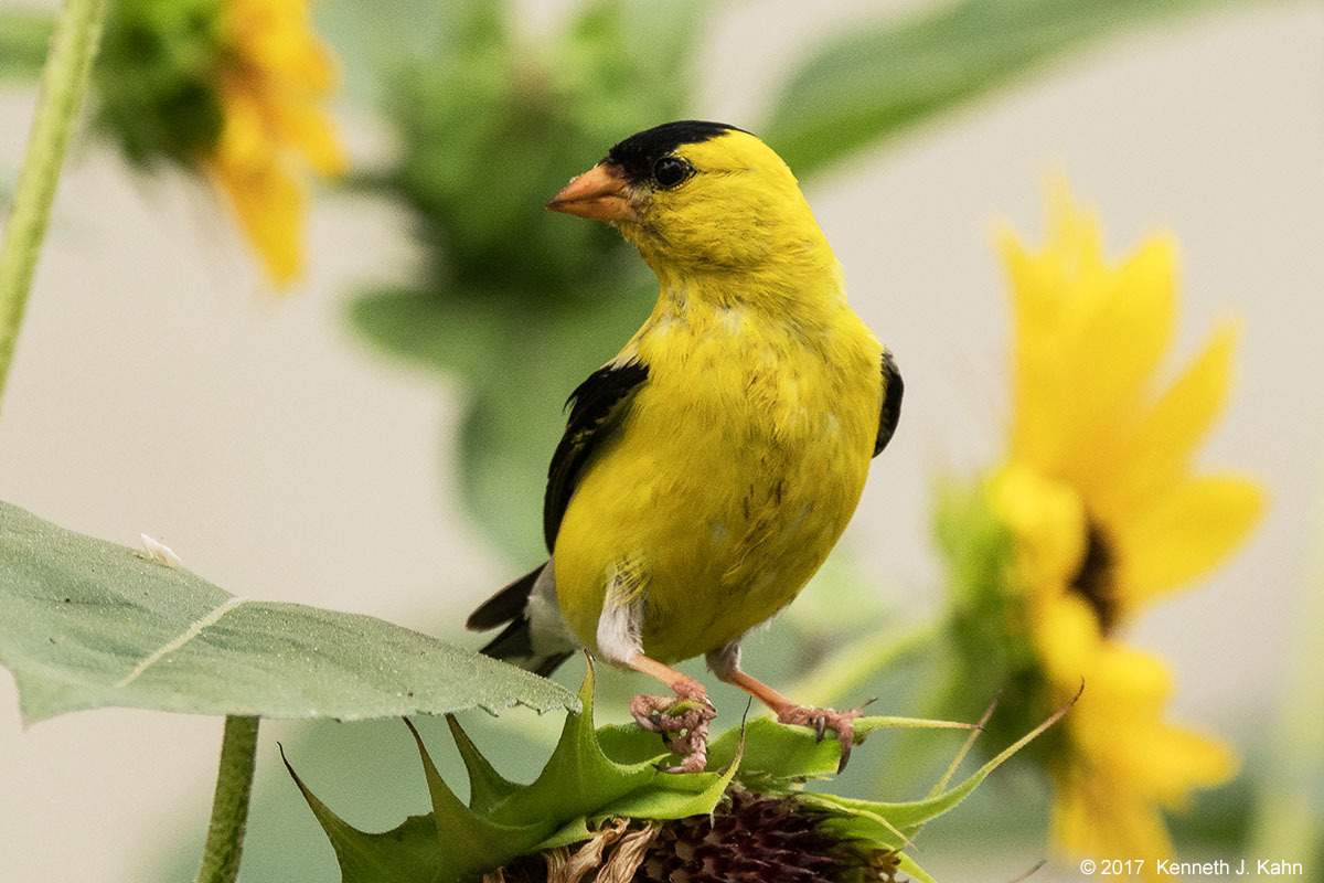 goldfinch-02.jpg