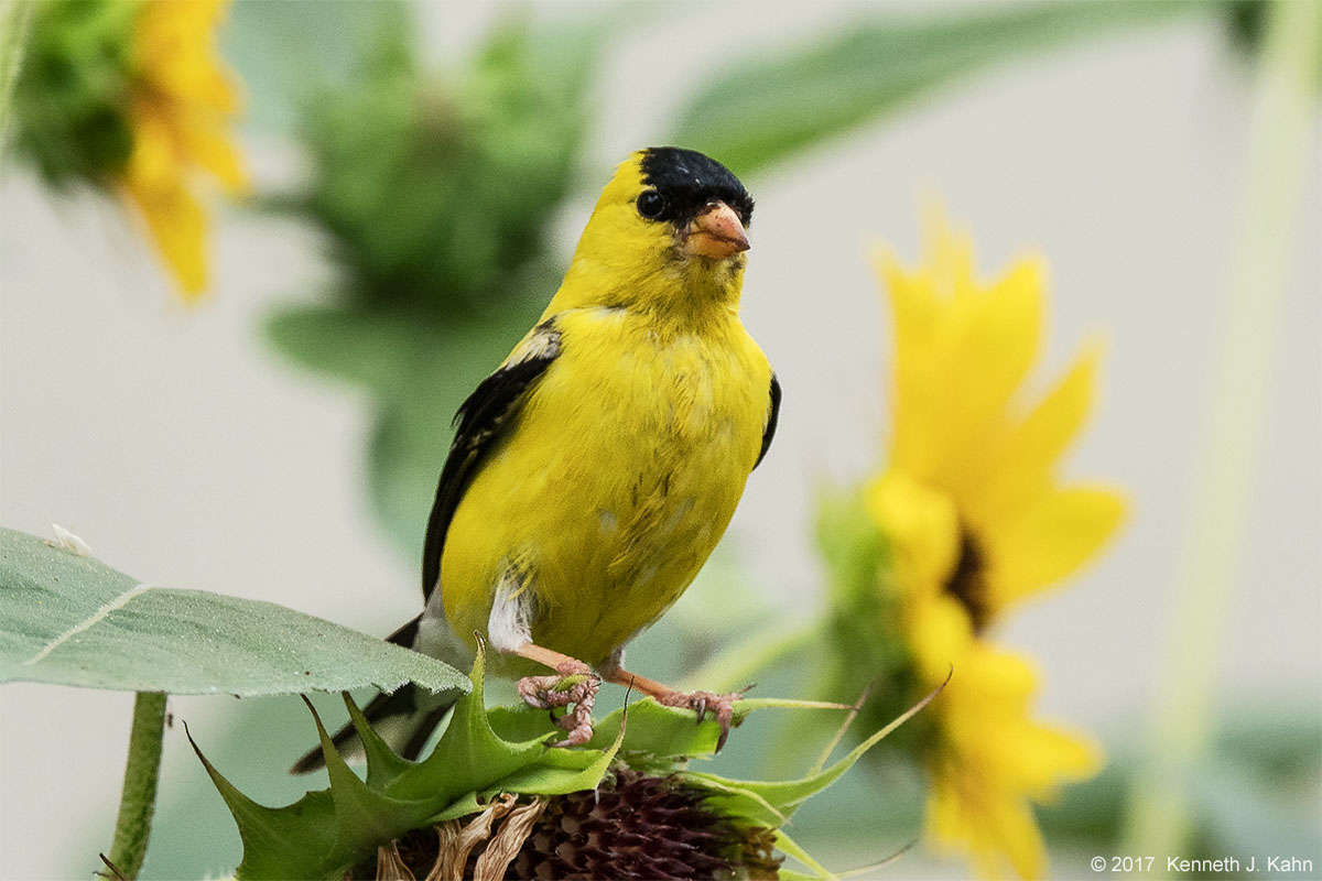 goldfinch-03.jpg