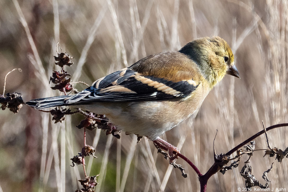 goldfinch-10.jpg