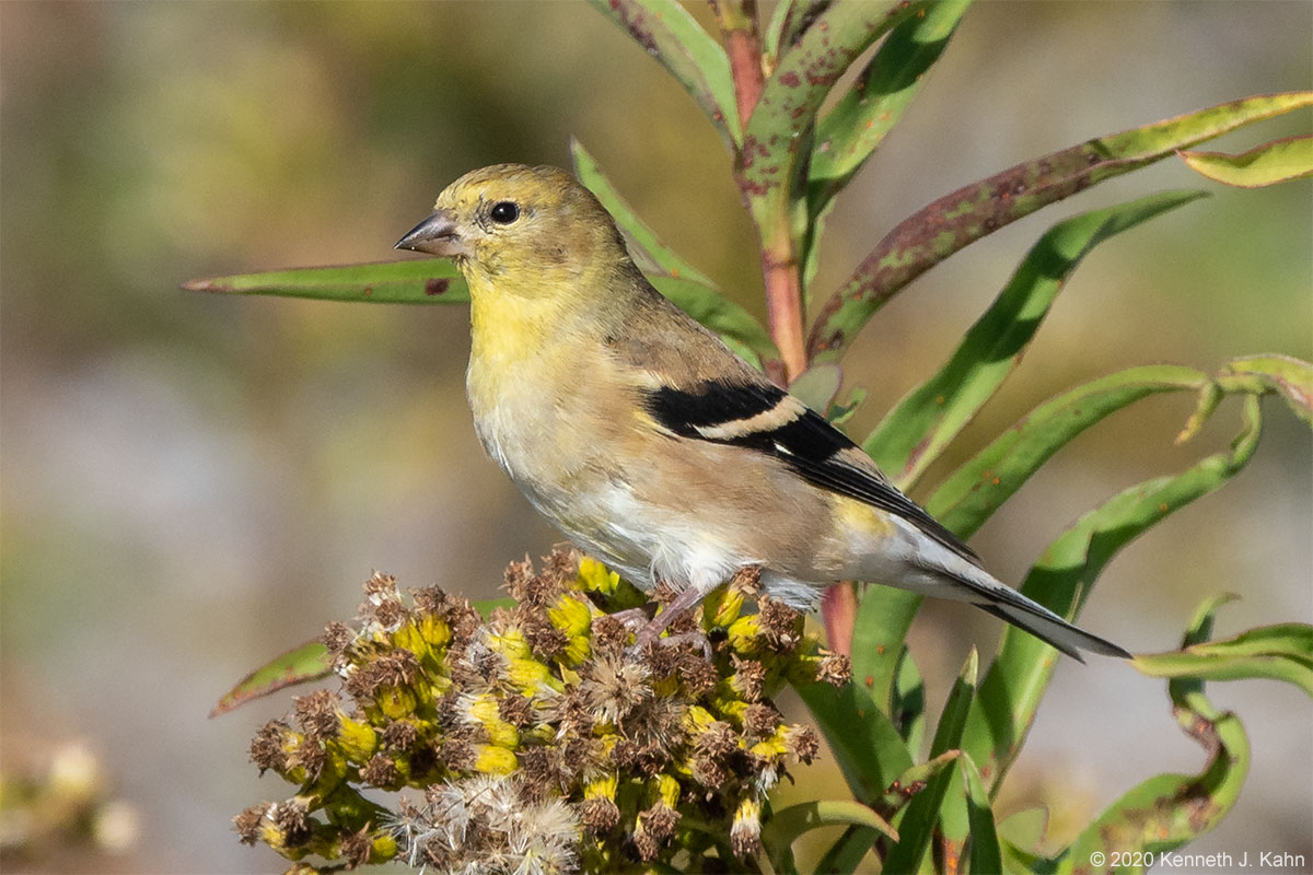 goldfinch-13.jpg