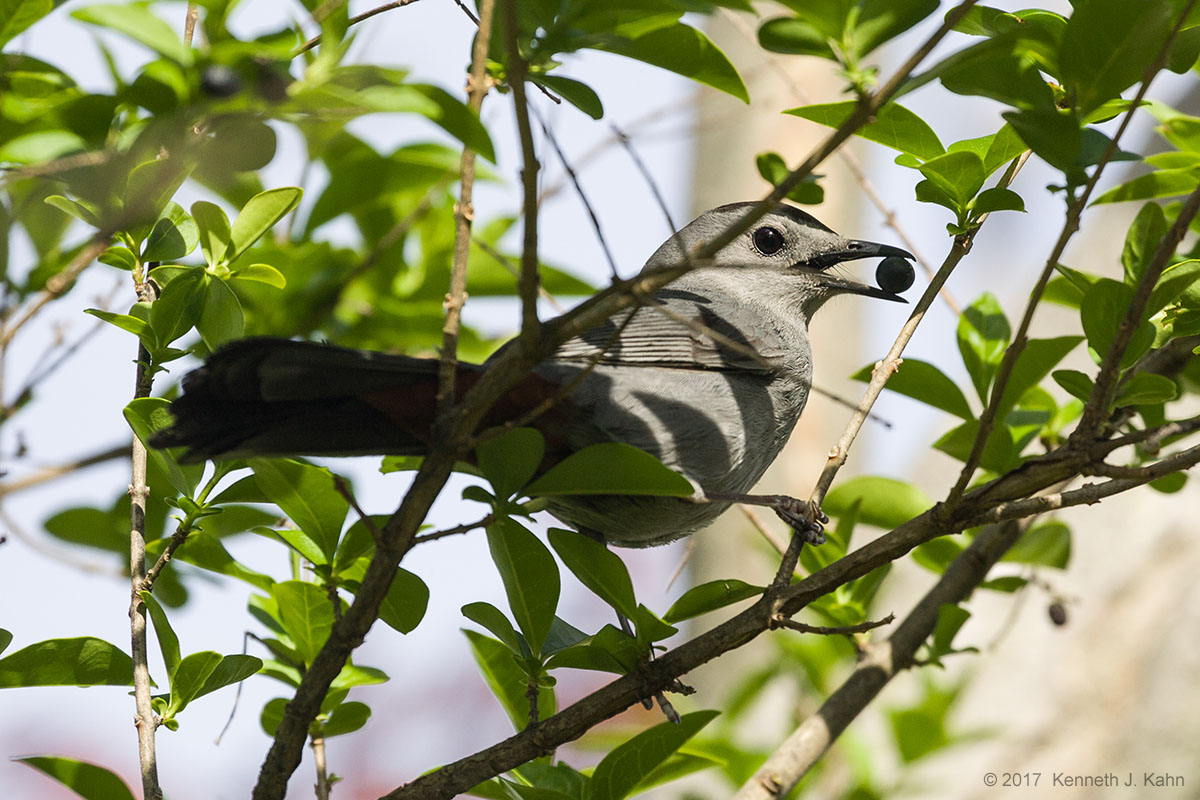 gray_catbird-1.jpg