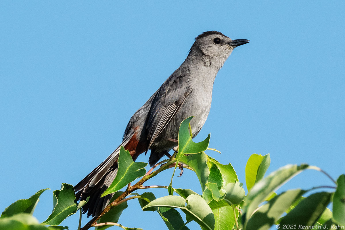 gray_catbird-10b.jpg
