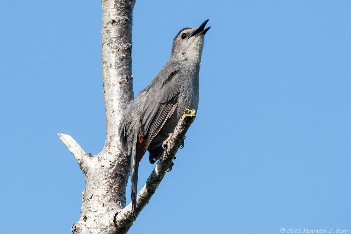 gray_catbird-11.jpg