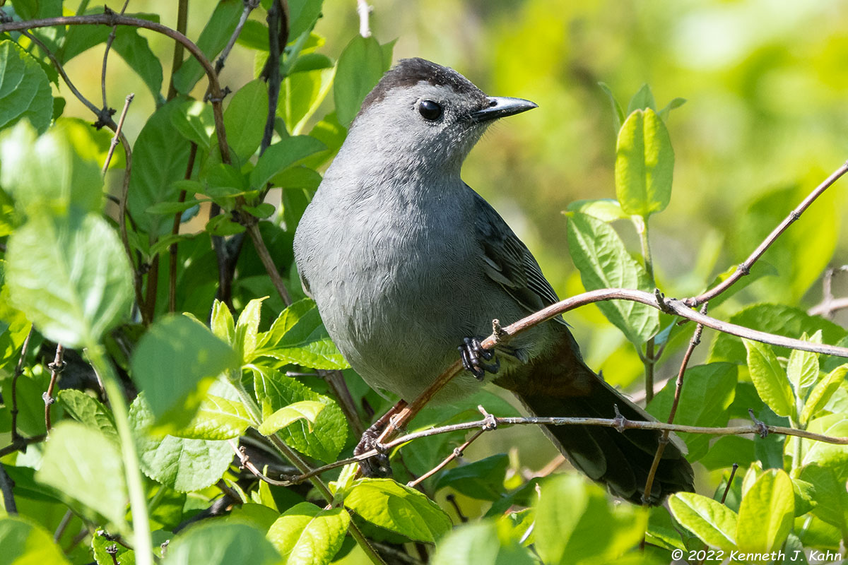 gray_catbird-12.jpg