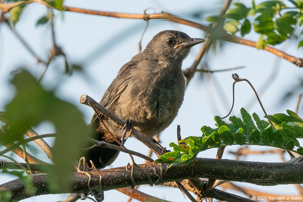 gray_catbird-6b.jpg