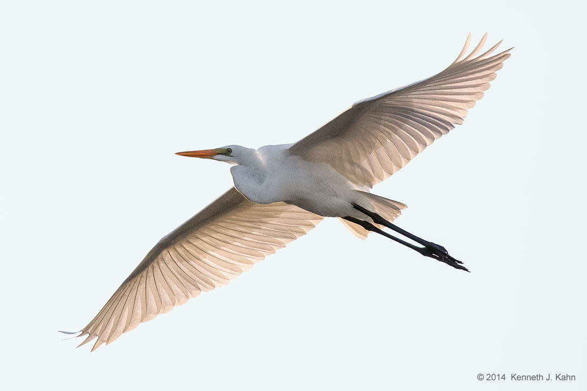 great_egret-01.jpg
