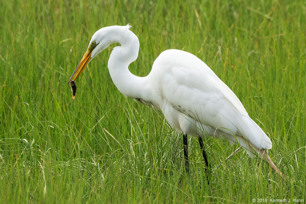 great_egret-11.jpg