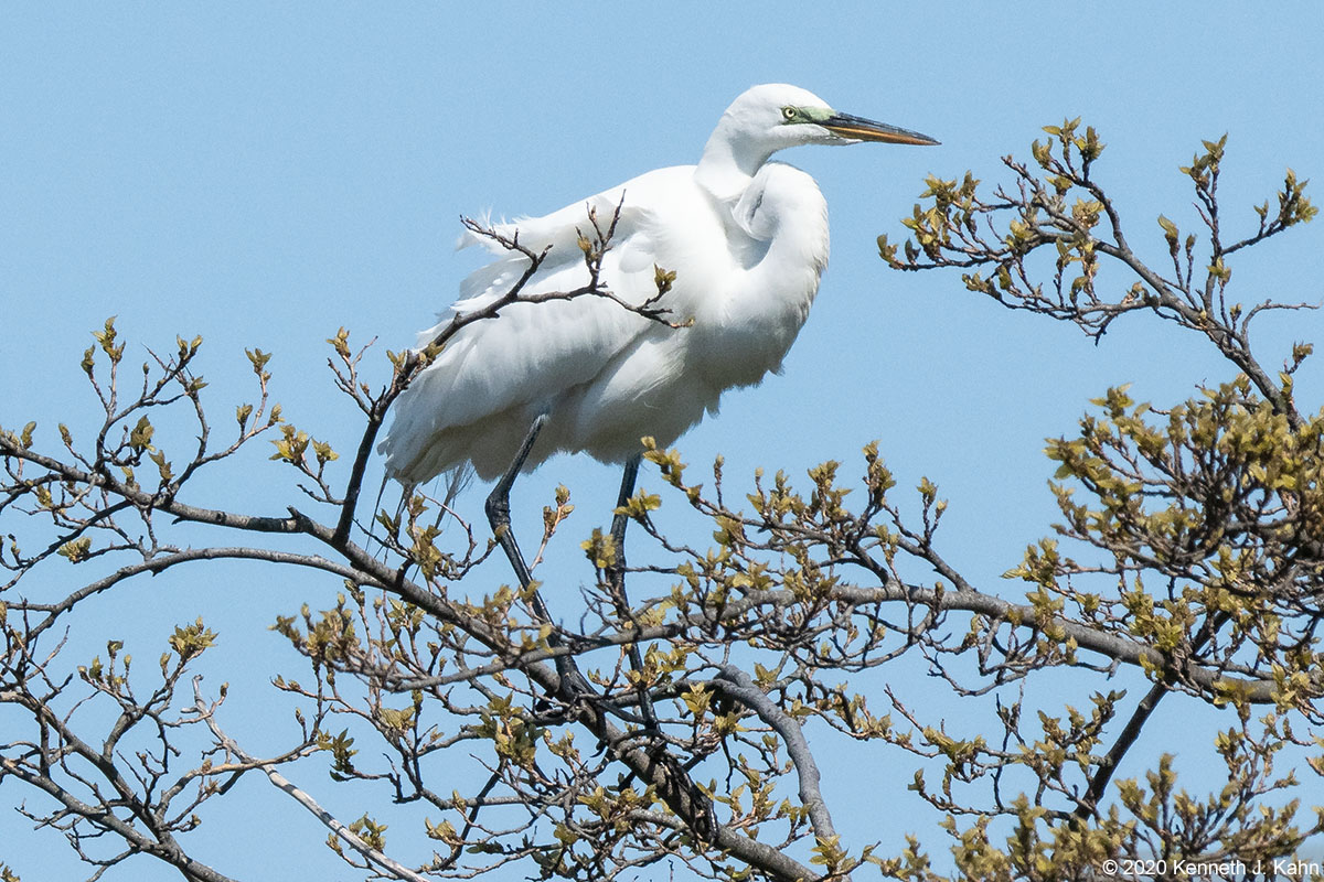great_egret-17.jpg
