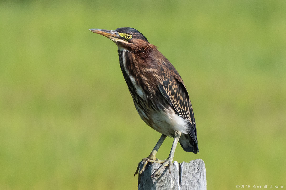 green_heron-9.jpg