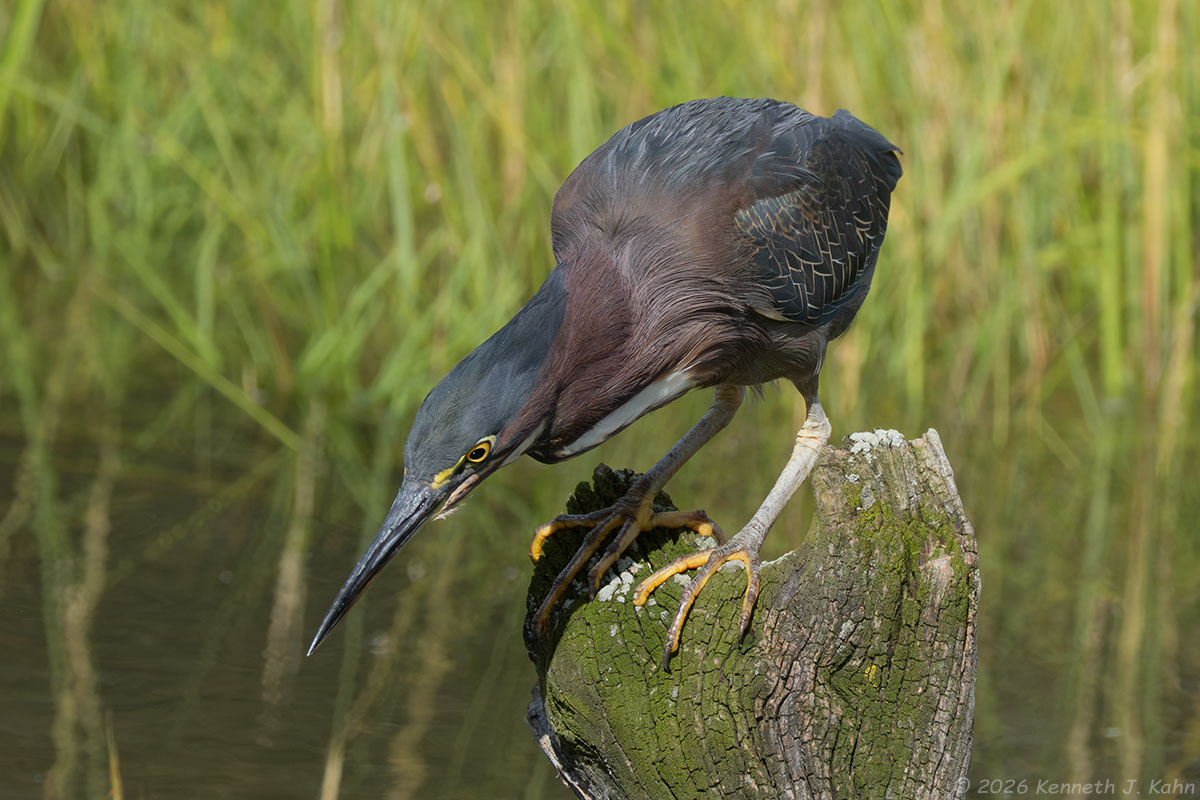 grhe-25.jpg