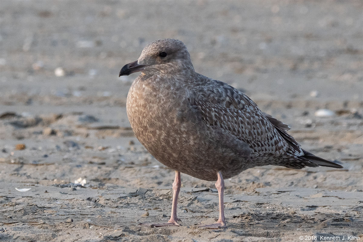 gull-6.jpg