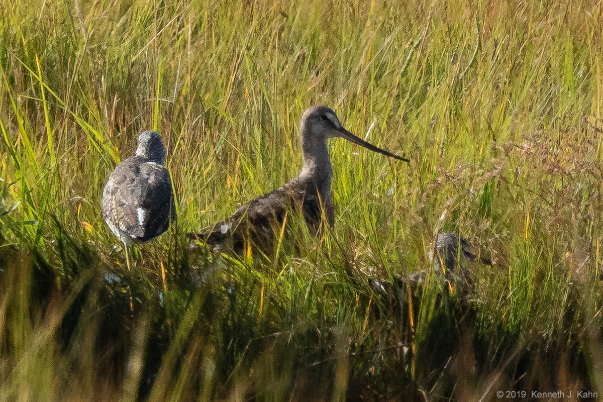 h_godwit-01.jpg