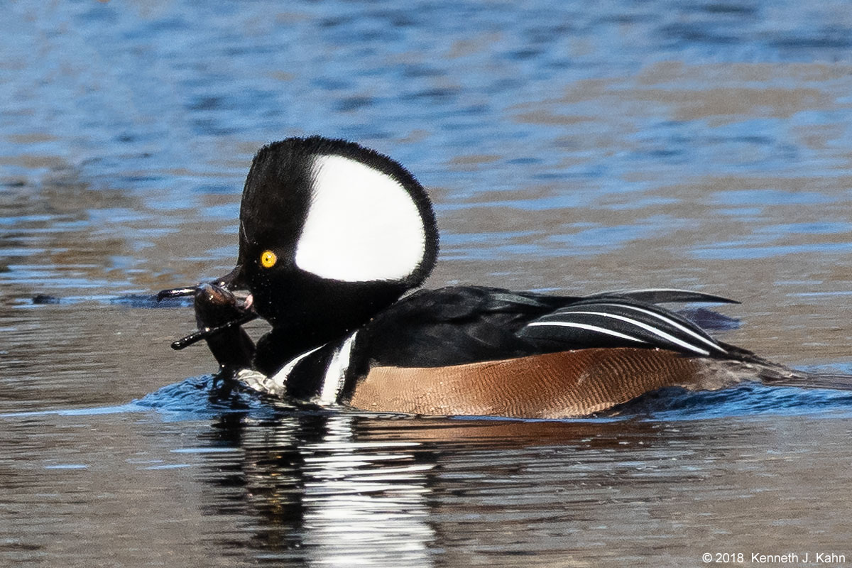 h_merganser-11.jpg