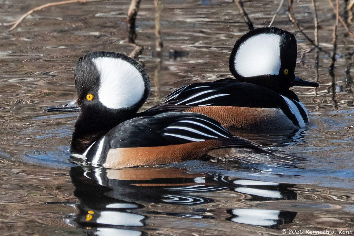h_merganser-12.jpg