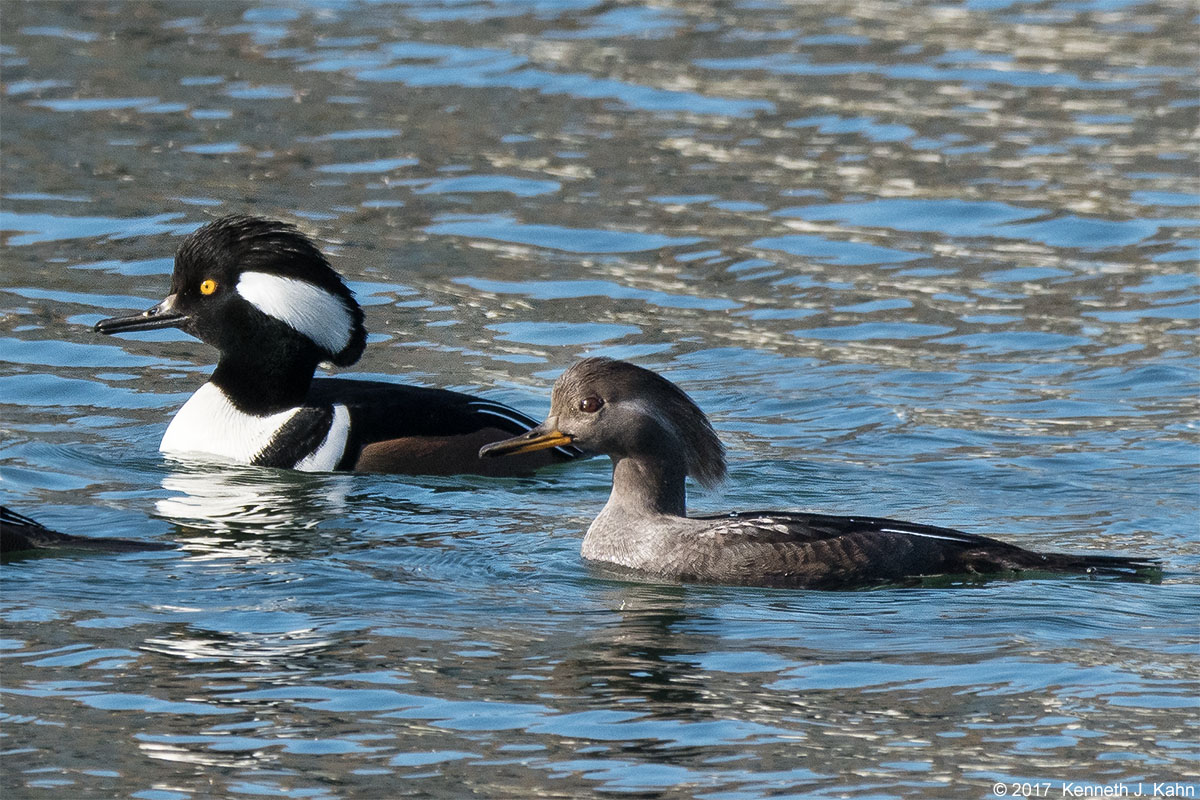 h_merganser-6.jpg