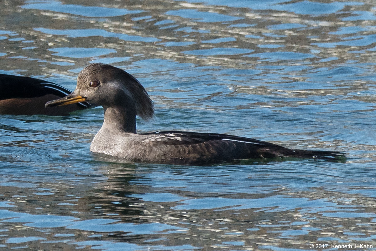 h_merganser-6c.jpg