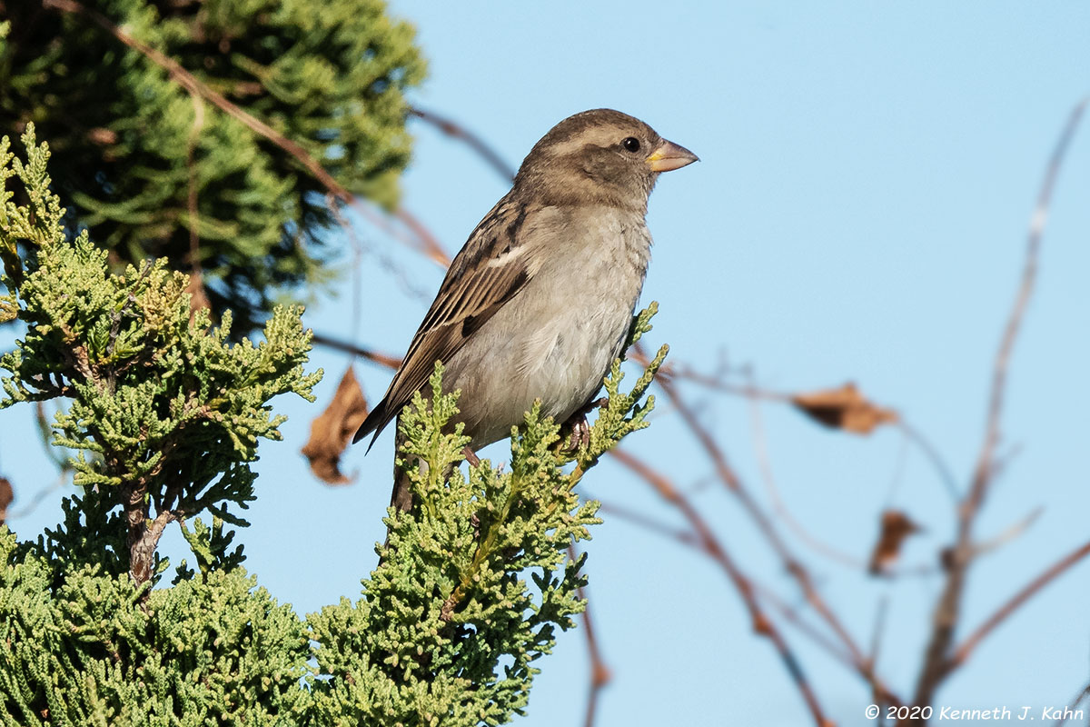 h_sparrow-14.jpg