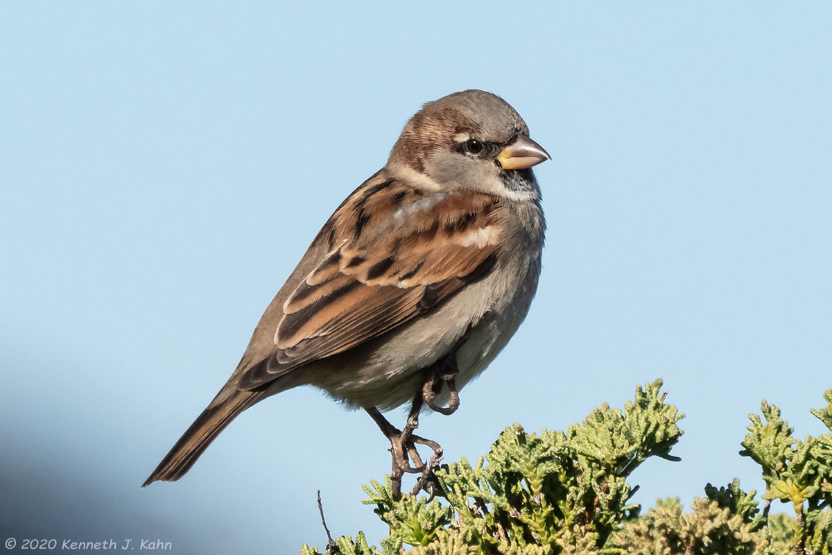 h_sparrow-15.jpg