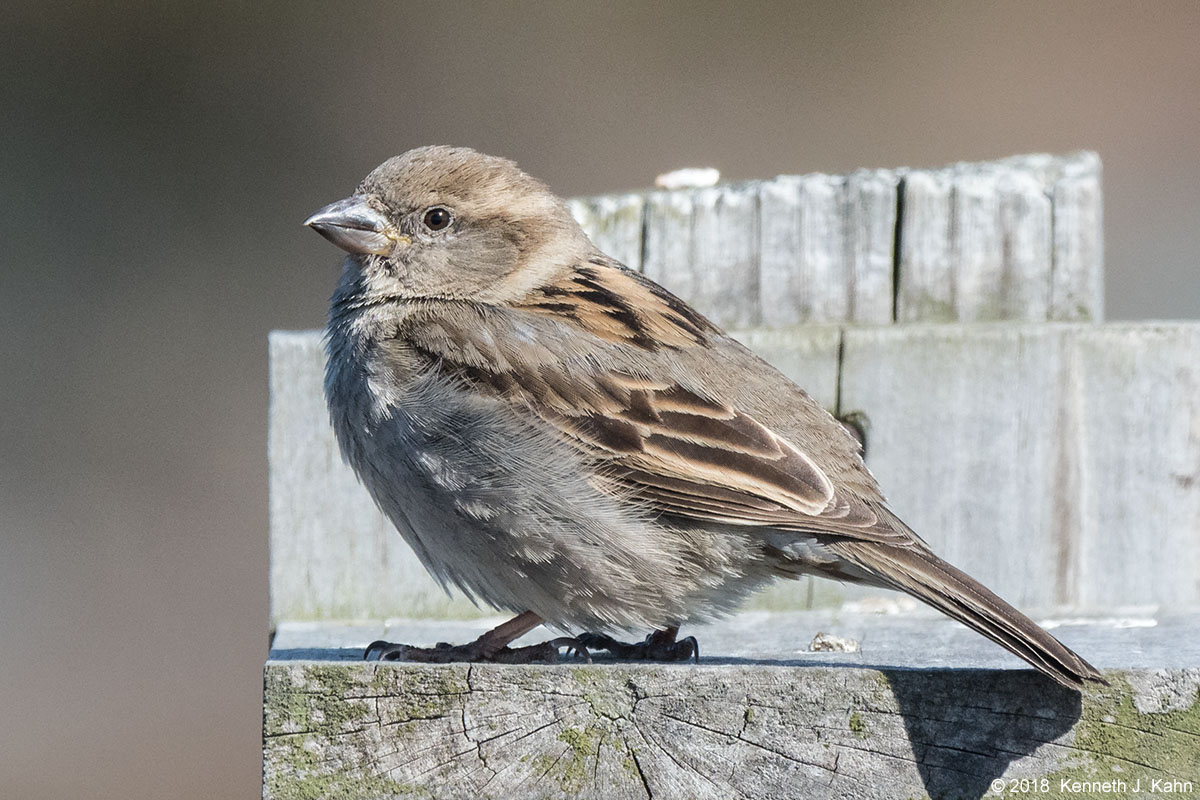 h_sparrow-6.jpg