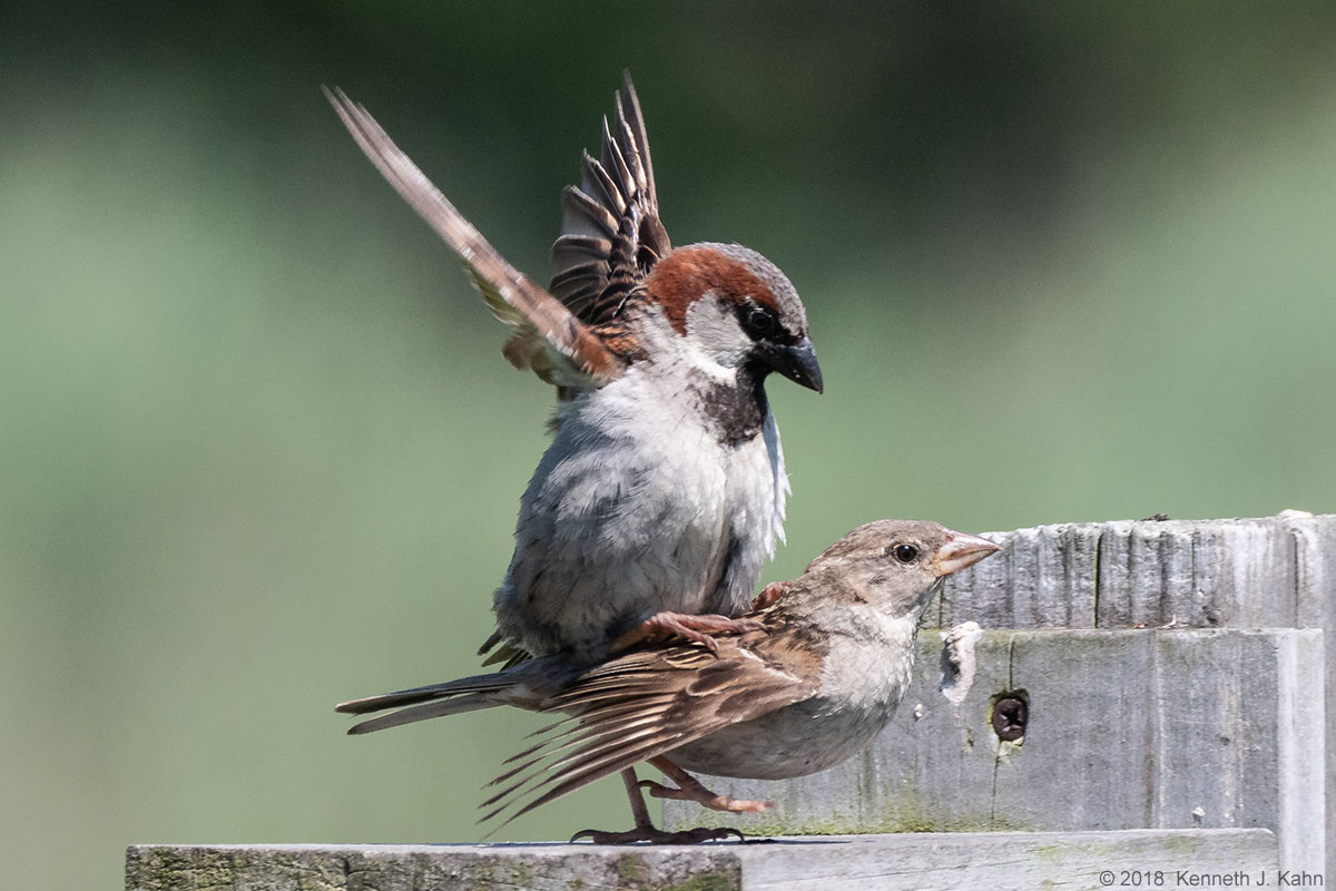 h_sparrow-9.jpg