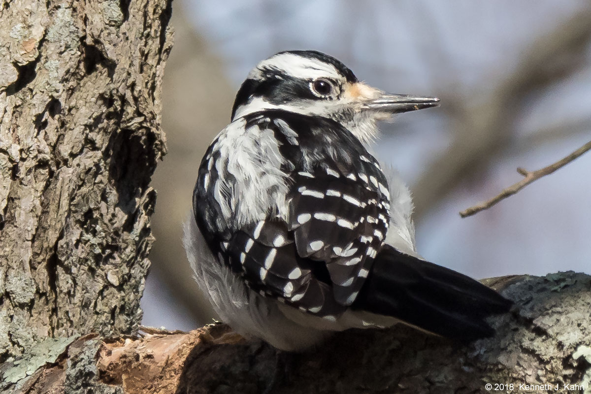 h_woodpecker-1.jpg