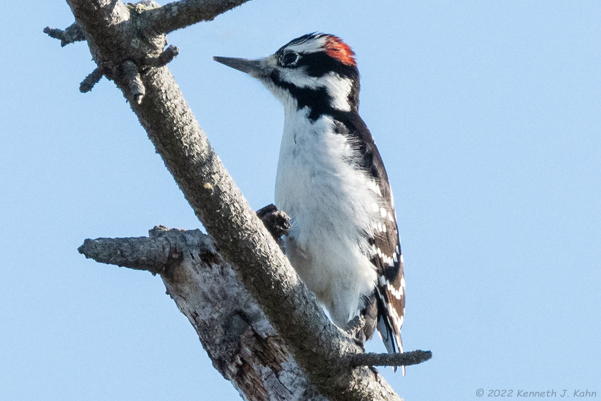 h_woodpecker-5.jpg