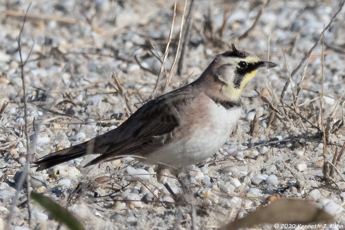 horned_lark-05.jpg