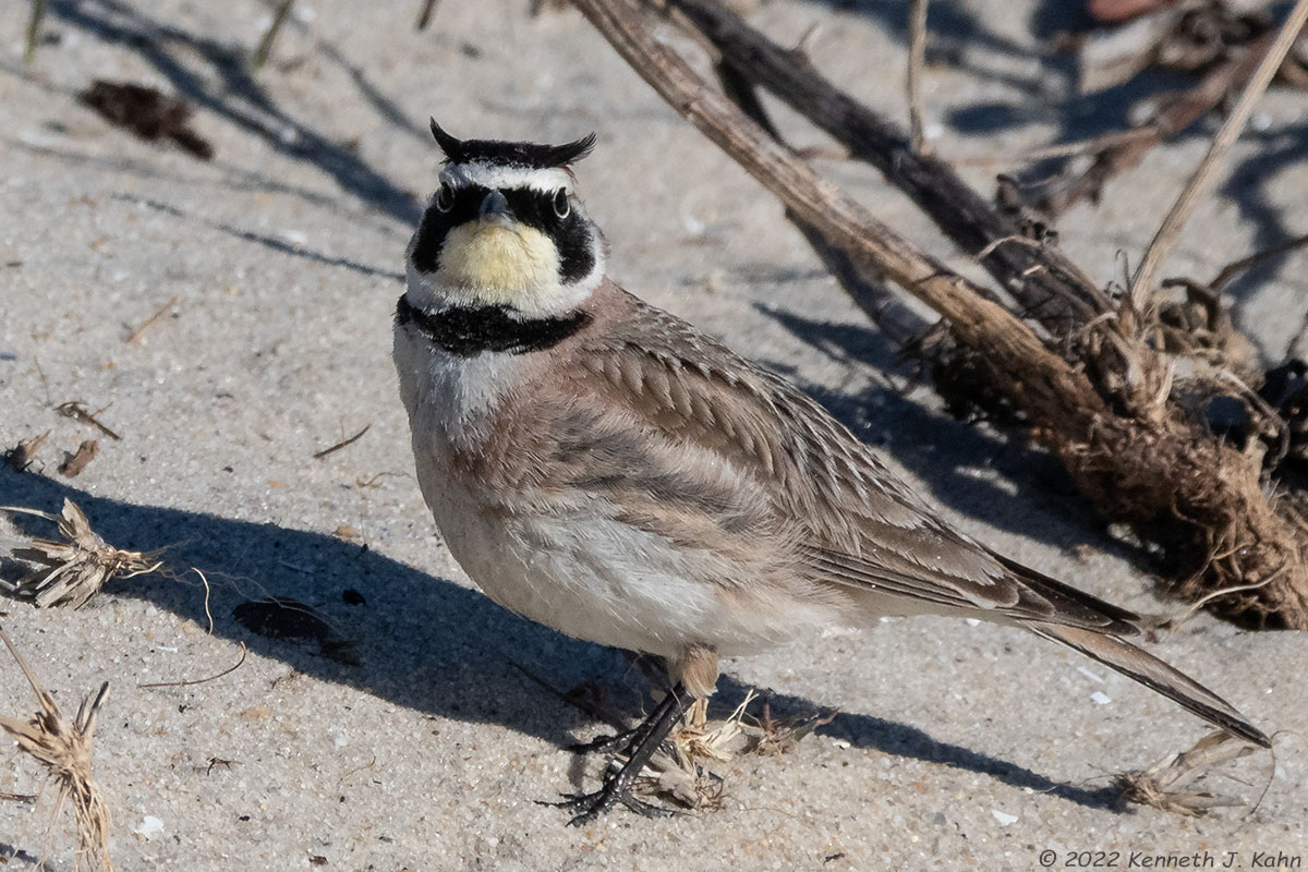 horned_lark-07.jpg