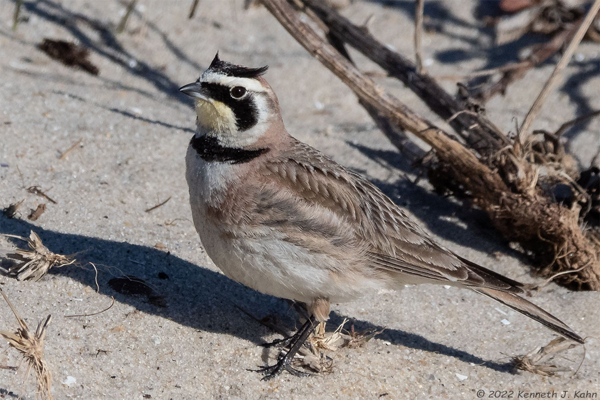 horned_lark-08.jpg