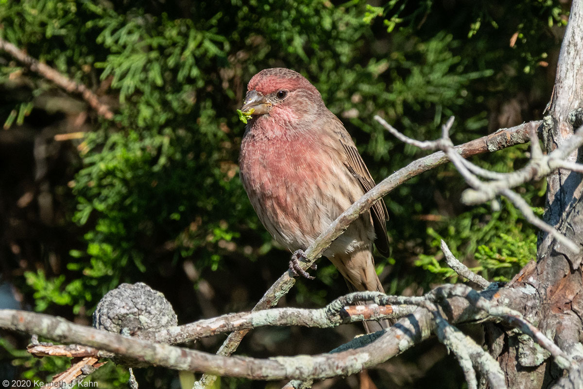 house_finch-14.jpg