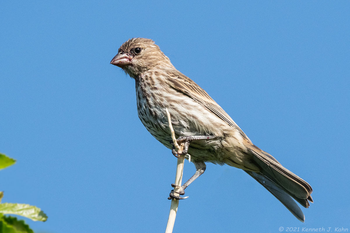 house_finch-17.jpg