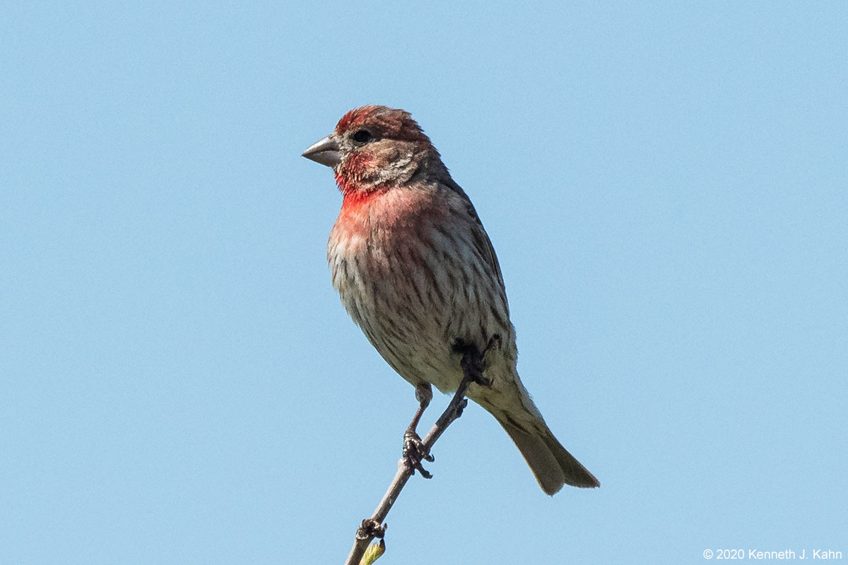 house_finch-7.jpg